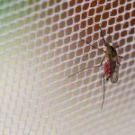 Explainer: Why malaria remains Nigeria's most deadly disease – Daily Trust