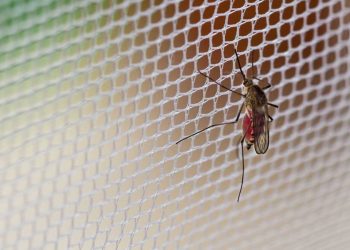 Explainer: Why malaria remains Nigeria's most deadly disease – Daily Trust