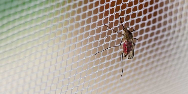 Explainer: Why malaria remains Nigeria's most deadly disease – Daily Trust