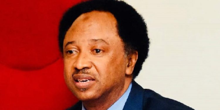 Anambra lawmaker’s beheading shows lawlessness spreading in Nigeria – Shehu Sani – Daily Post Nigeria