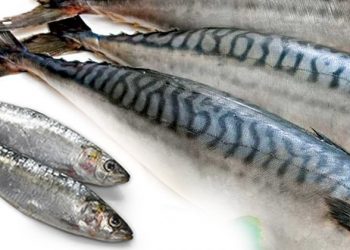 2.4 million metric tonnes fish imports depleting Nigeria’s forex –FG – Punch Newspapers