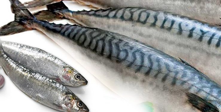 2.4 million metric tonnes fish imports depleting Nigeria’s forex –FG – Punch Newspapers