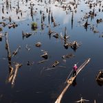 In Nigeria's disappearing forests, loggers outnumber trees – Reuters