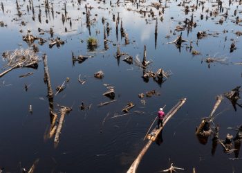 In Nigeria's disappearing forests, loggers outnumber trees – Reuters