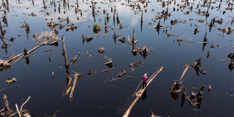 In Nigeria's disappearing forests, loggers outnumber trees – Reuters